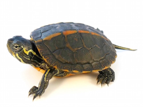 Southern Painted Turtle For Sale