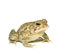 Southern Toad For Sale