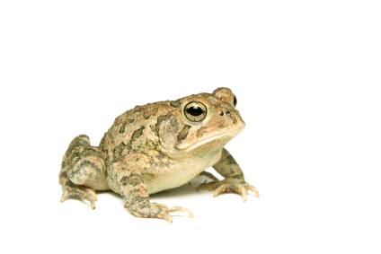Southern Toad For Sale