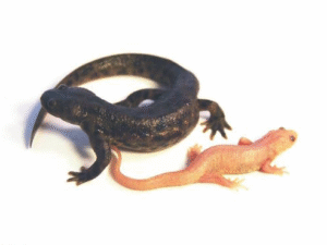 Spanish Ribbed Newt For Sale