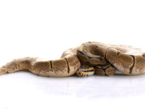 Spider Ball Python for Sale