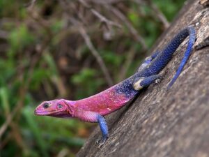 Spiderman Agama for Sale