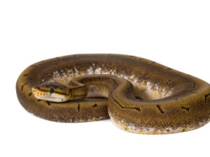 Spinner Ball Python for Sale