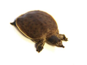 Spiny Softshell Turtle for Sale