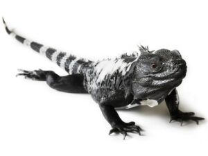 Spiny Tailed Iguanas for sale