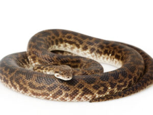 Spotted Python For Sale