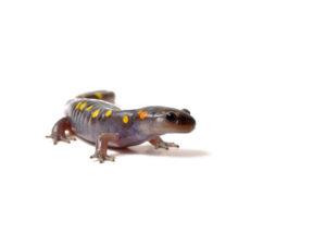 Spotted Salamander for sale