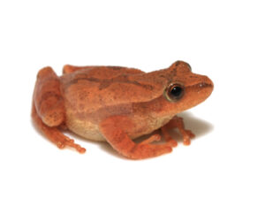 Spring Peeper for sale