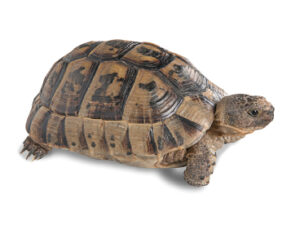 Greek Tortoise For Sale