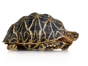 Star Tortoise For Sale