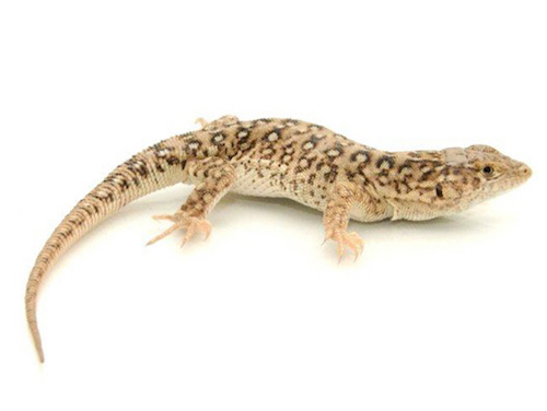 Steppe Runner for Sale