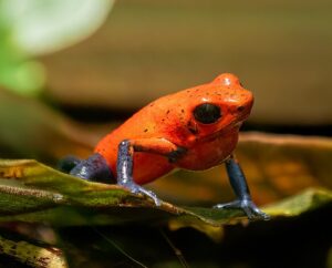 strawberry poison dart frog for sale