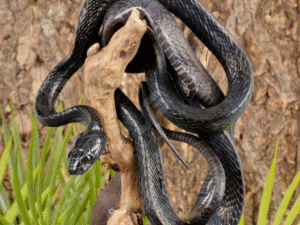 Sulawesi Mangrove Snake For Sale