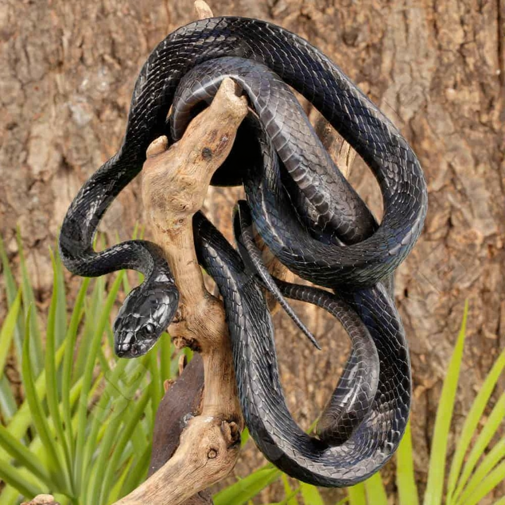 Sulawesi Mangrove Snake For Sale