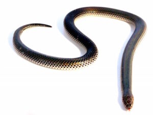 Sunbeam Snake For Sale