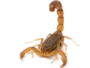 Tanzanian Three Striped Scorpion For Sale