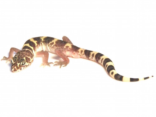 Texas Banded Gecko for Sale