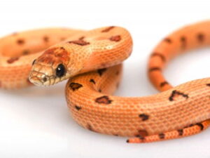 Thayers King Snake for Sale