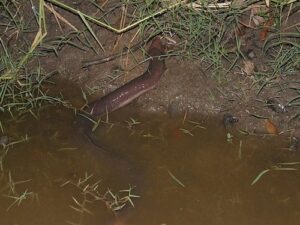 Three Toed Amphiuma for Sale