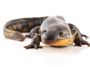 Tiger Salamander for sale