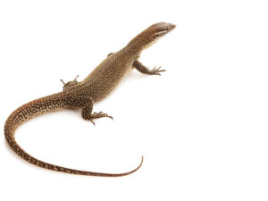 Timor Monitor for Sale