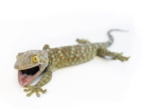 Tokay Geckos for sale