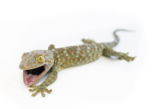Tokay Geckos for sale
