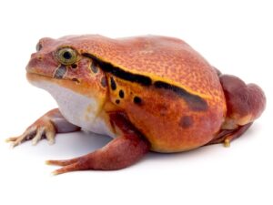 Tomato Frog For Sale
