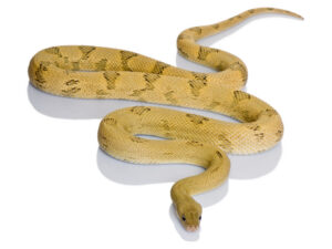 Transpecos Rat Snake For Sale