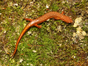Southern Two-lined Salamander for Sale