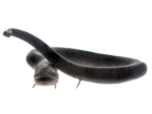 Two Toed Amphiuma For Sale