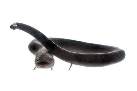 Two Toed Amphiuma For Sale