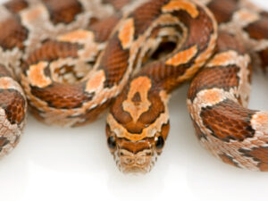 Ultra Corn Snake for Sale