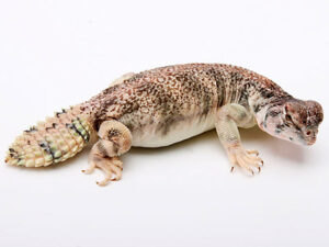 Omani Uromastyx for Sale