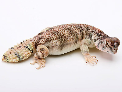 Omani Uromastyx for Sale