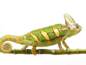 Veiled Chameleons for sale
