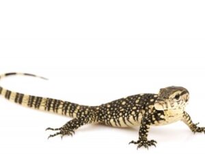 Water Monitor For Sale