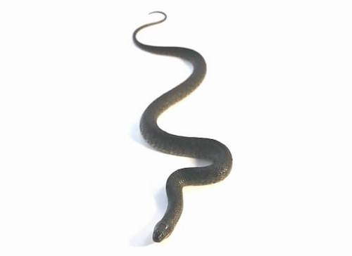 Water Snake for Sale