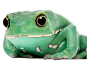 waxy monkey tree frog for sale