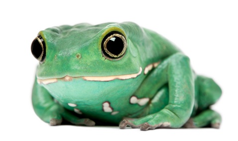 waxy monkey tree frog for sale