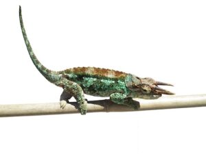 Werners Chameleon For Sale