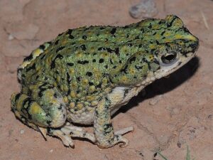 Western Green Toad for Sale