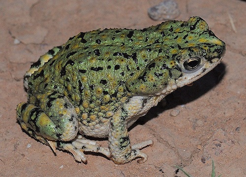 Western Green Toad for Sale