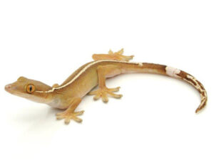 White Lined Gecko for Sale