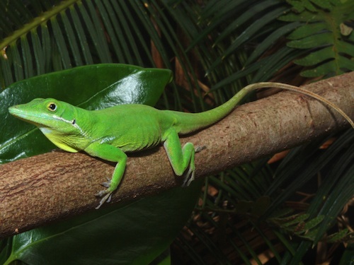 White-lipped Anole For Sale