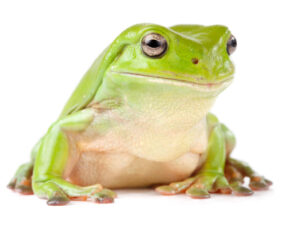 Whites Tree Frog For Sale