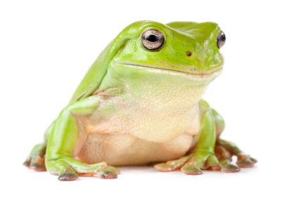 Whites Tree Frog For Sale