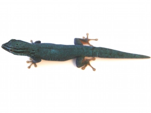 Williams Blue Cave Gecko for Sale