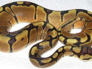 Woma Ball Python for Sale