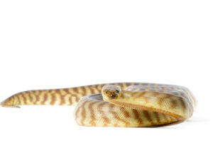 Woma Python for Sale